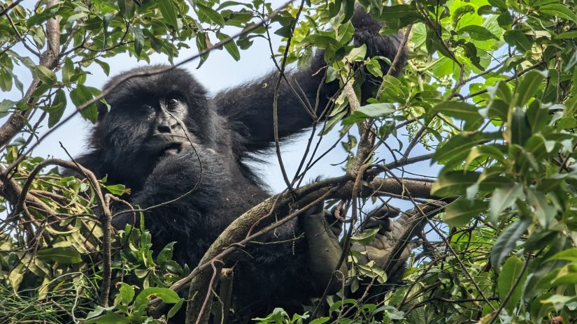 BWINDI GORILLA TREKKING IN THE HIGH SEASON (DRY SEASON)