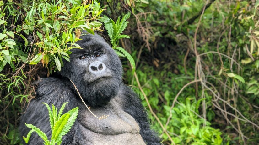 Meeting Mountain Gorillas: Most EPIC Experience Ever!
