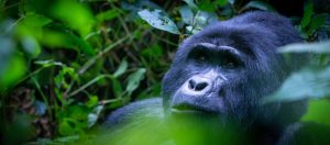 HOW TO CHOOSE THE BEST GORILLA TREKKING COMPANY