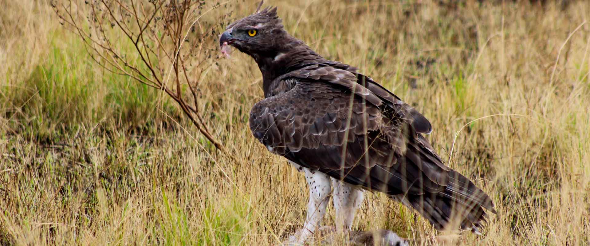 bird-watching-tours-uganda