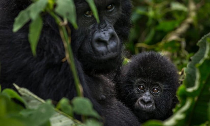 MOUNTAIN GORILLA AND CHIMPANZEE TRACKING PERMIT RESERVATION GUIDELINES 2020