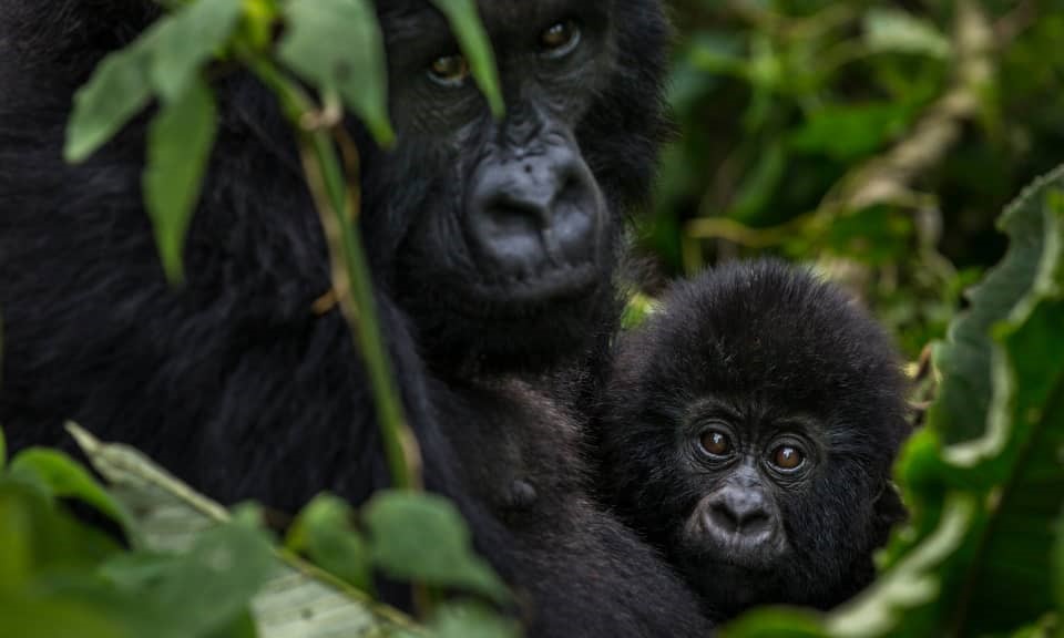 3 Days Rwanda Gorilla Trekking safari in VOLCANOES PARK MOUNTAIN GORILLA AND CHIMPANZEE TRACKING PERMIT RESERVATION GUIDELINES 2020