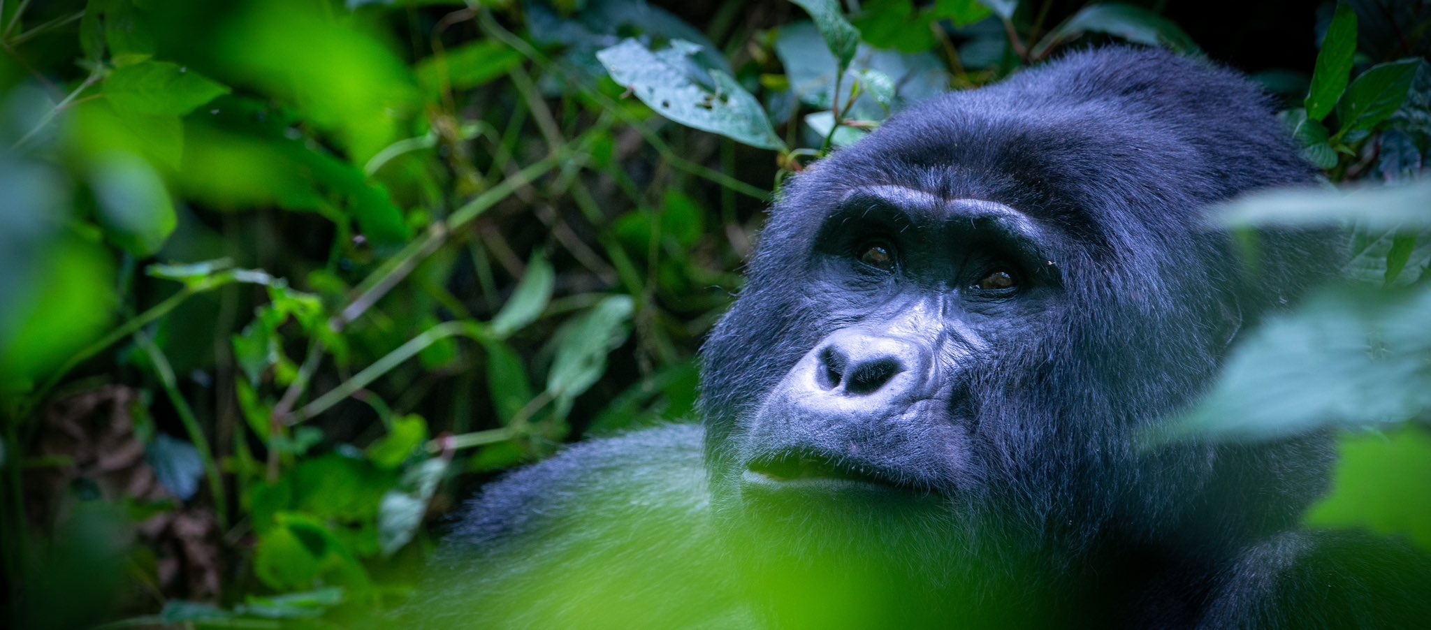 3 Day Gorilla Trek Bwindi Safari HOW TO CHOOSE THE BEST GORILLA TREKKING COMPANY