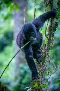 The 2 Days Gorilla Trekking Adventure in Congo