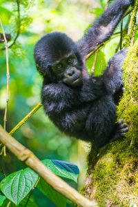 10 Day Wilderness and Adventure Safari