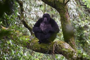 THE BEST TIME FOR GORILLA TREKKING
