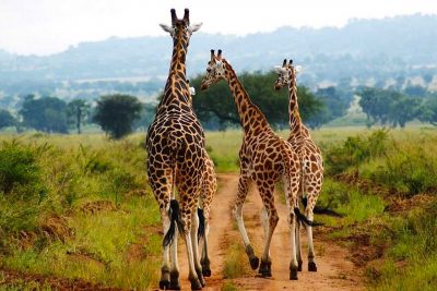 14-day-uganda-wildlife-culture-safari-experience