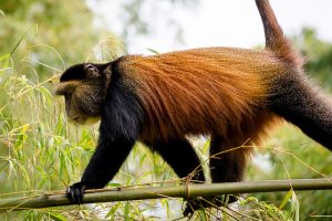 Tracking the primates of western Uganda