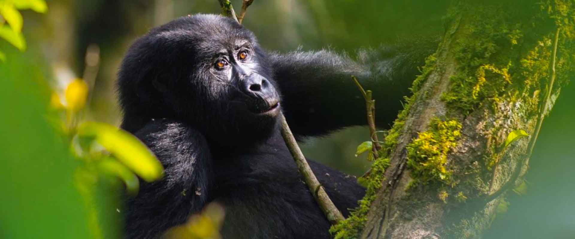 gorilla-trekking-in-bwindi-national-park