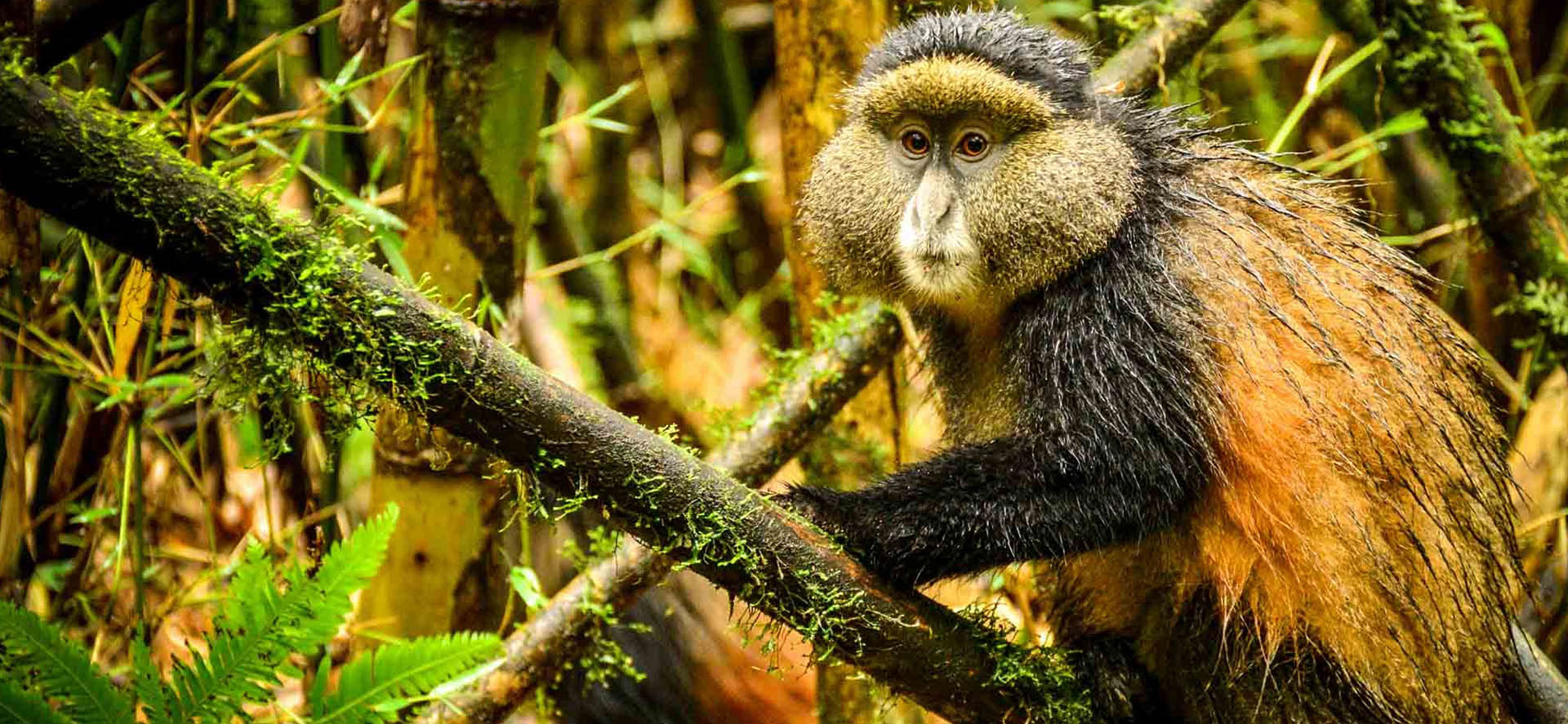 4 Day Golden Monkeys and Gorilla Trekking Uganda Safari | Primate Tour
